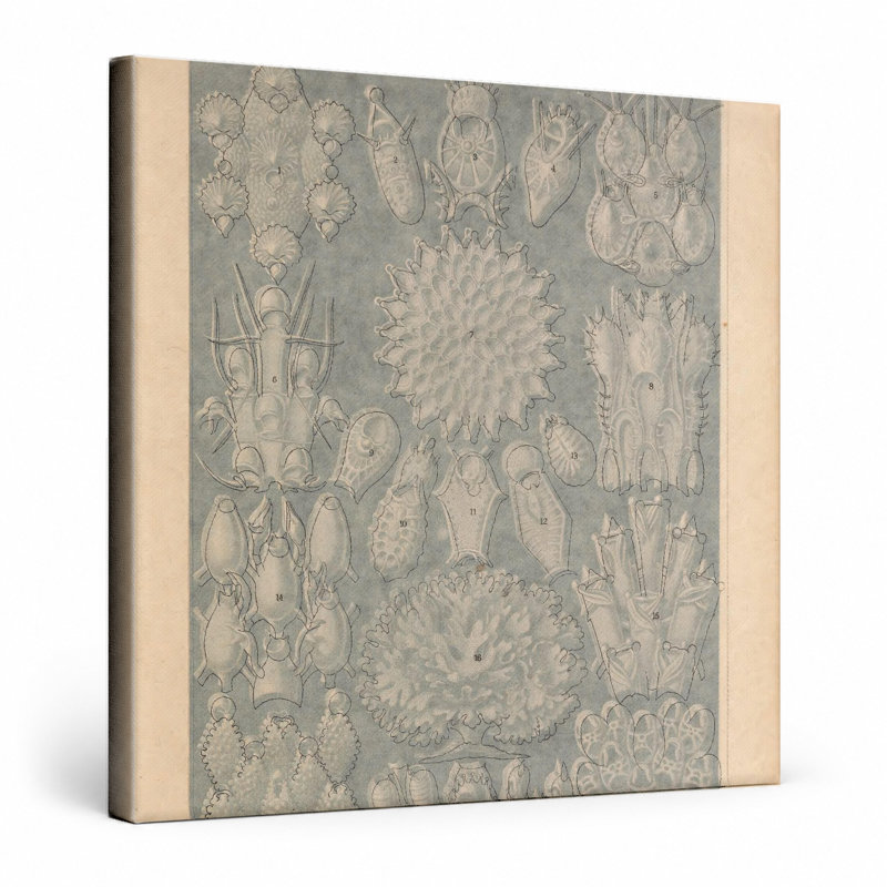 Art mural, Tafel 33 - Bryozoa (1904), 16" W x 16" H