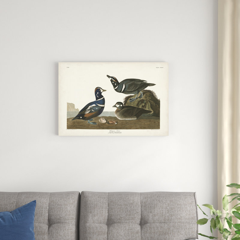 Pl 297 canard arlequin, H 20 po x l 30 po