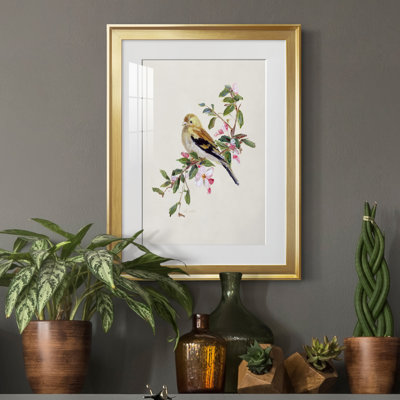 Spring Spring Pine Grosbeak - peinture encadrée