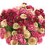 Arrangement floral de renoncule en pot