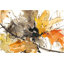 «Watercolor Autumn Leaves II» par Samuel Dixon, reproduction d'art sur toile tendue