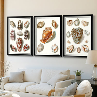 Collected Shells VI  -Custom Framed  Wrapped Gallery Canvas - 3 Pieces