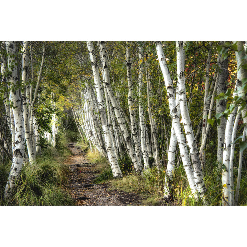 Une promenade à travers les bouleaux, H 32 po x l 48 po x P 1,25 po