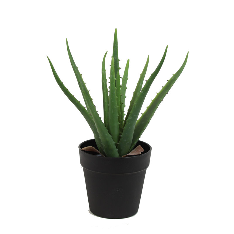 Aloès en pot, H 19 po x l 10 po x P 10 po