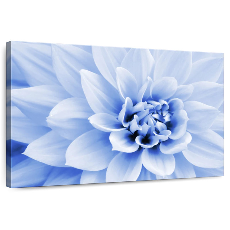 Dahlia bleu pastel Harnek, H 8 po x l 12 po