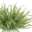 Astilbe Arrangement-476741841