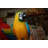 Two Large Parrots on a tree - Bronze Statue -  Size: 43"L x 28"W x 67"H. 