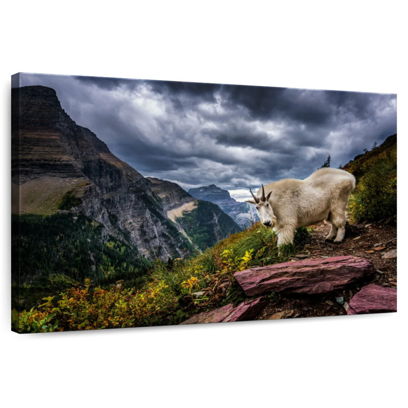 Brampt Rocky Mountain Goat