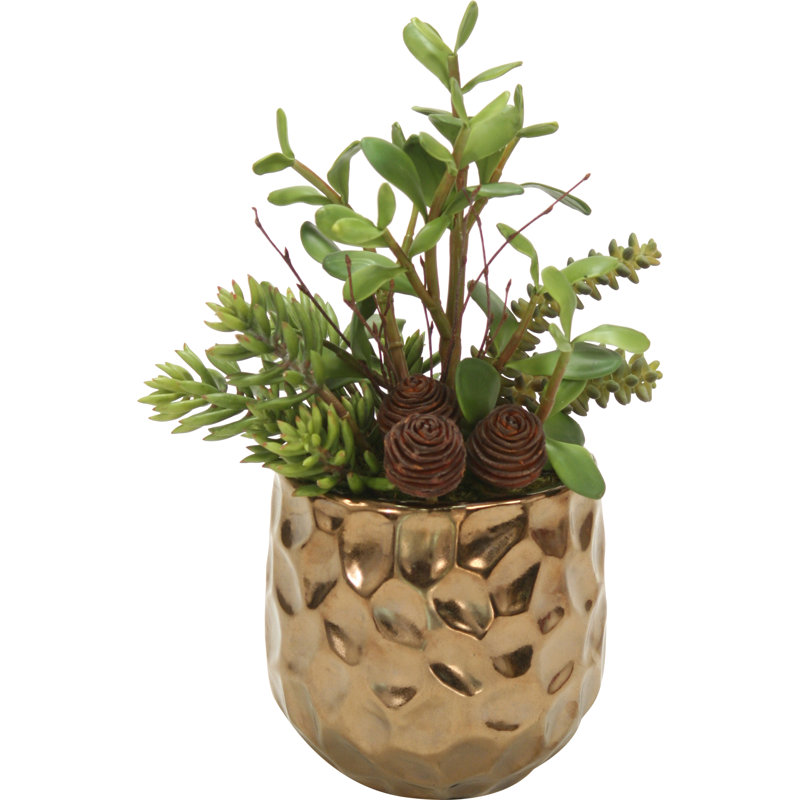 Plante de bureau jade, plantes grasses et cactus dans un pot de fleurs