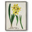 AntiqueFloralFolioVI, reproduction encadrée - bois massif-1868299310