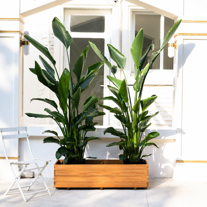 Boîte à fleurs d'extérieur en bois massif New Design, H 12,6 po x l 47,2 po x P 15,7 po, Brun