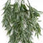 80 Plant-127681104