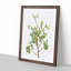 Cypress Tree Branch by Pierre-Joseph Redoute - Picture Frame Painting Print-55491225-55491226