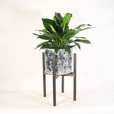 Upshining Live Flowering Plant in Ceramic Planter