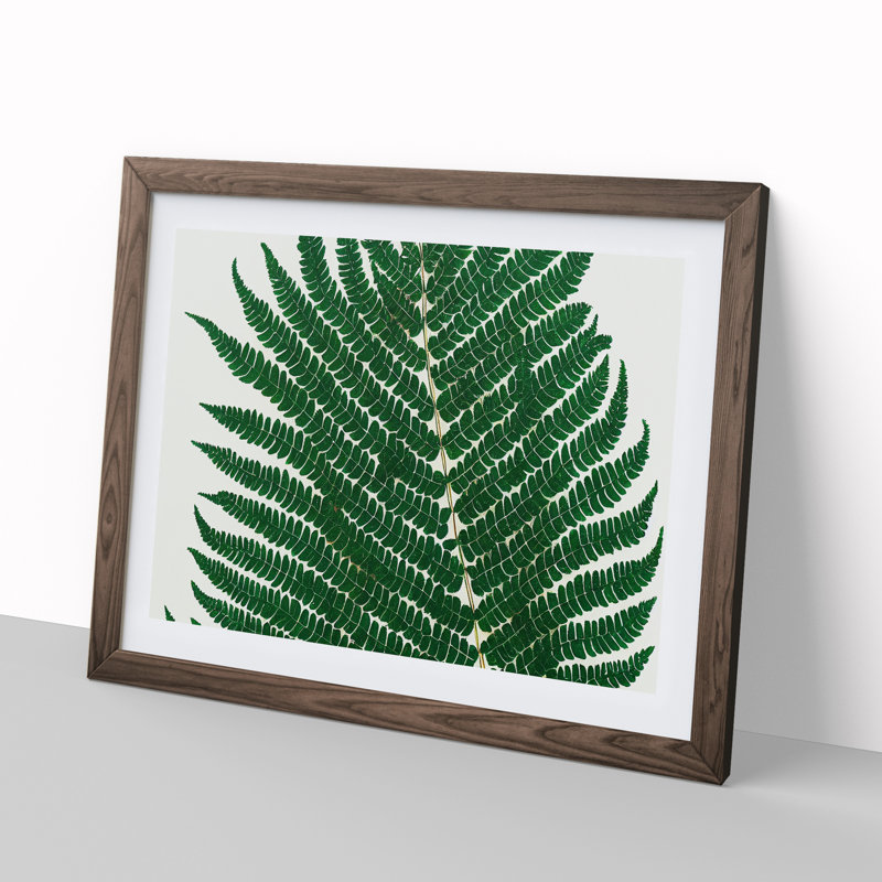 Splendorous Fern Leaf - Framed Print, 25cm H x 34cm W x 2cm D, Walnut