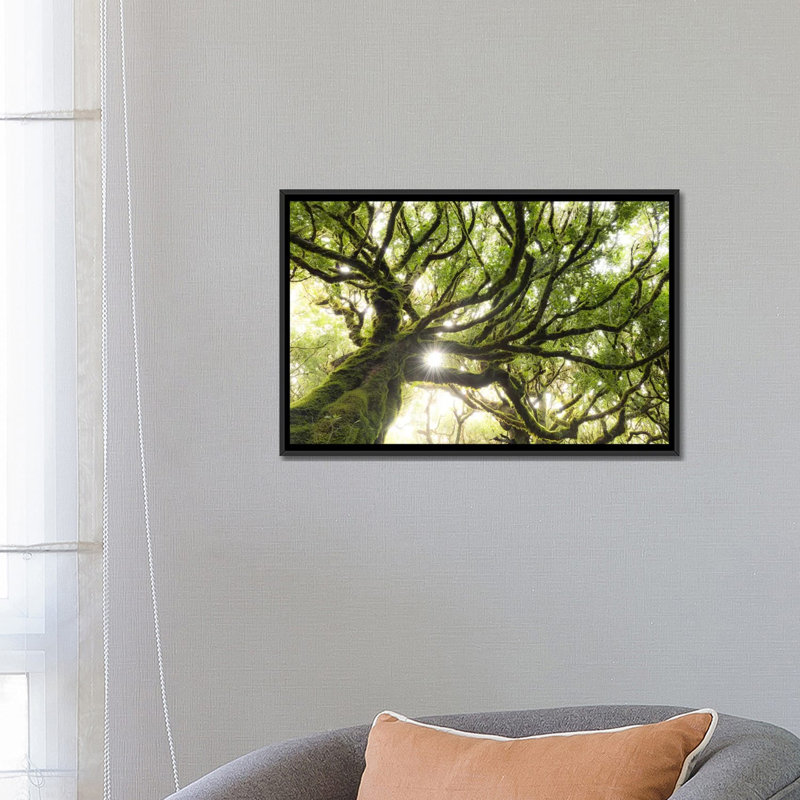 «Forest Star» par Stefan Hefele - reproduction de photo sur toile tendue, H 18 po x l 26 po x P 1,5 po, Toile avec cadre noir