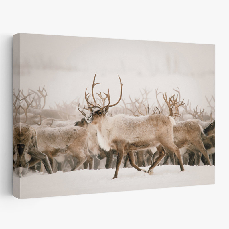 Fête - photographie d'animaux, cerf, Écosse, H 16 po x l 24 po
