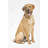 Beige Labrador Retriever Framed Canvas - Home Decor Artwork