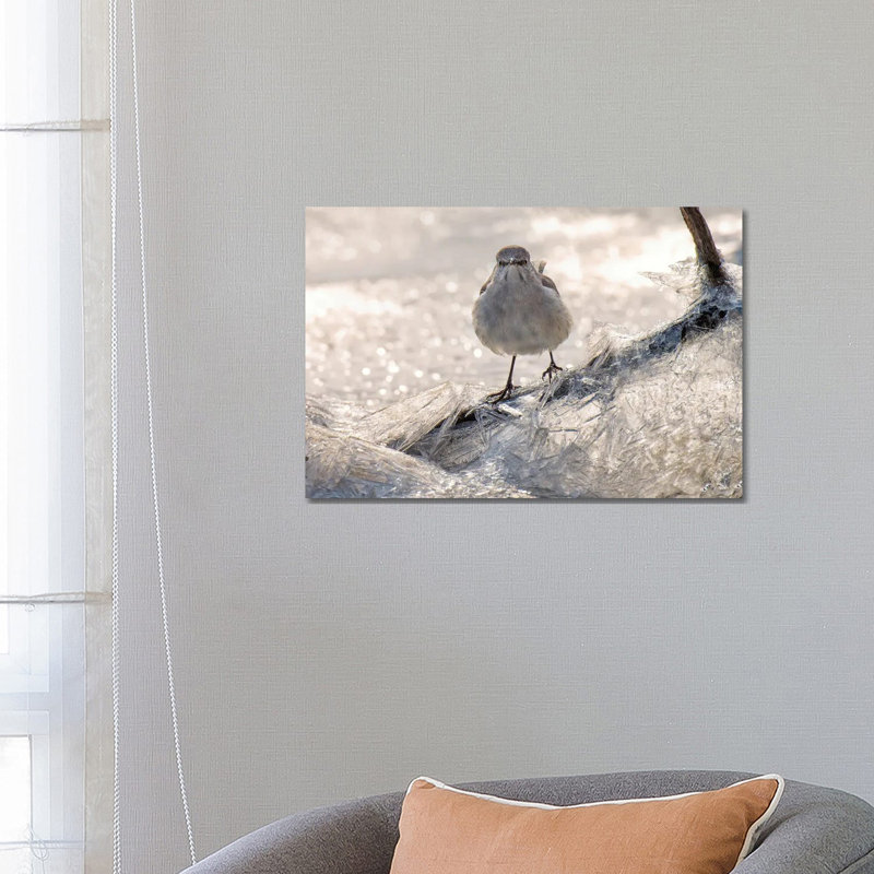 Jay On Ice by David Gardiner - Print on Canvas, 66.04 cm H x 45.72 cm W x 3.175 cm D, Wrapped Canvas