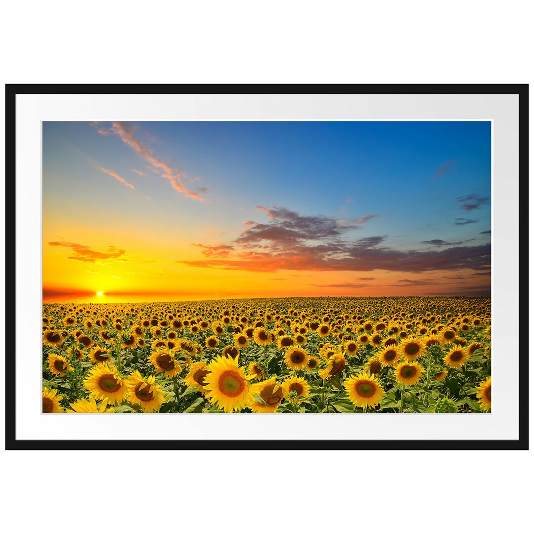 Gerahmtes Poster Sonnenuntergang Sonnenblumen