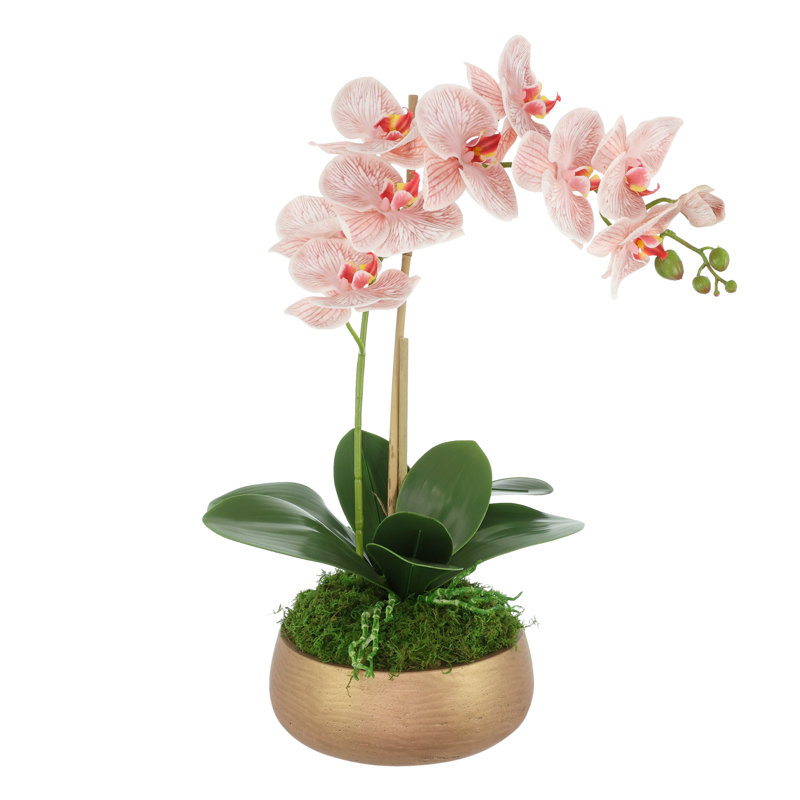 Arrangement d'orchidées dans un pot en fibre de pierre