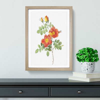 Austrian Briar Rose by Pierre-Joseph Redoute - Single Picture Frame Painting