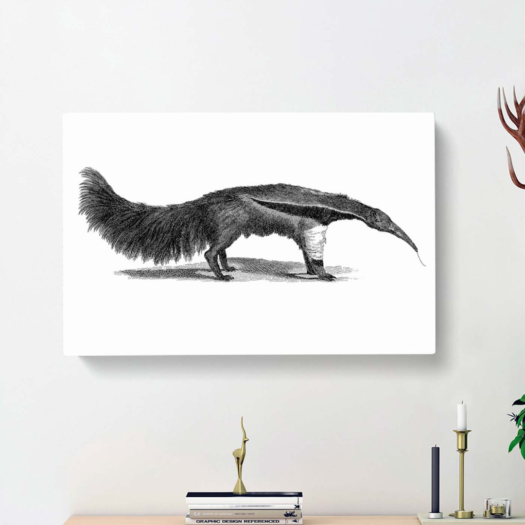 Great Ant-eater in Black & White by George Shaw - Wrapped Canvas
