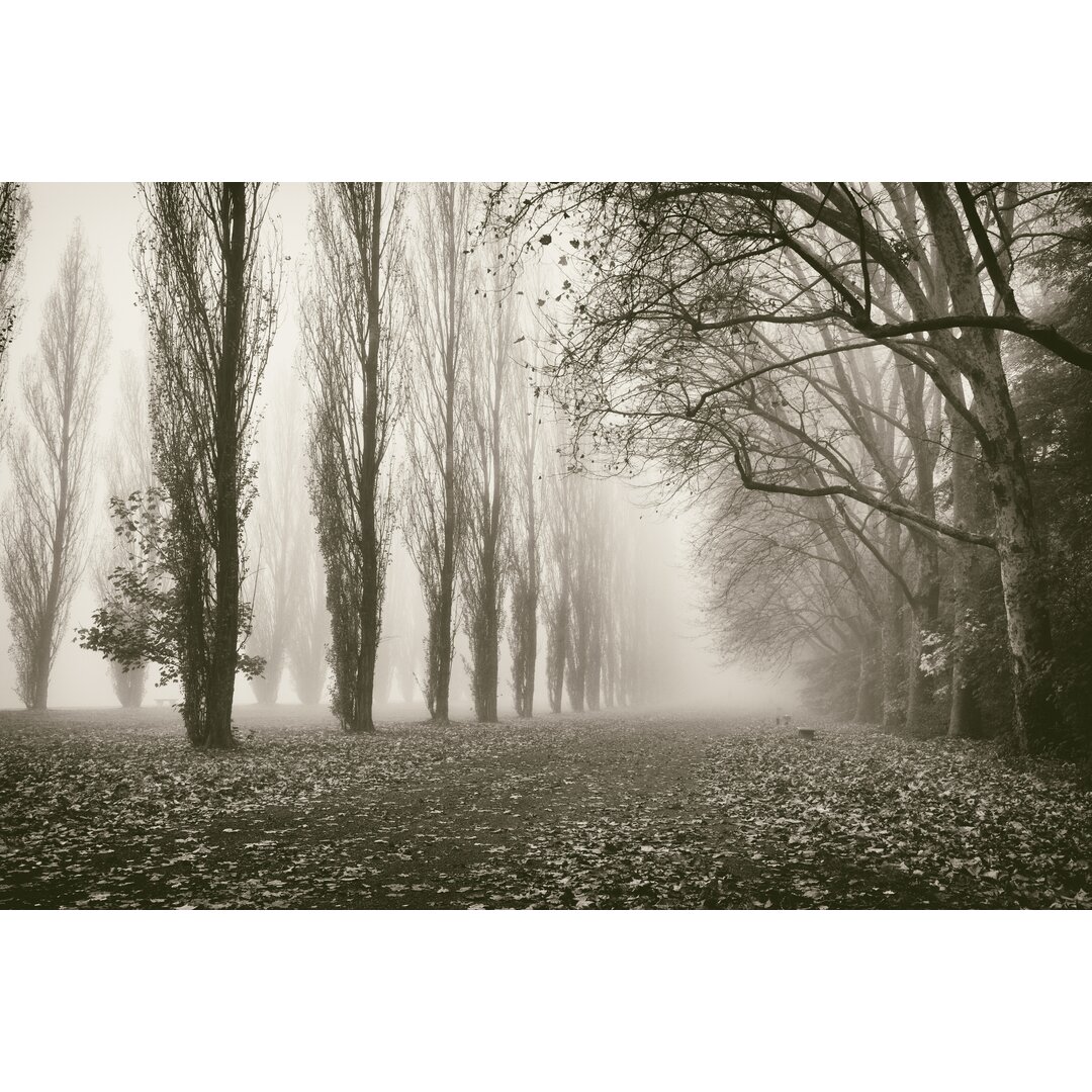 Leinwandbild Trees in Fog IV von Jody Stuart