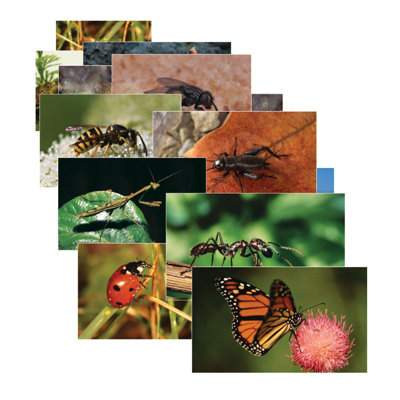 Ensemble de poster insectes