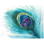 Peacock Feather Closeup Print On Canvas-98693941