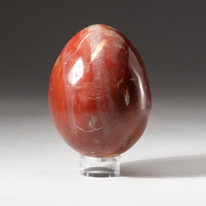 Polished Petrified Wood Egg from Madagascar (1.3 Lbs)