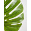 Fiori 109cm Faux Palm Branch