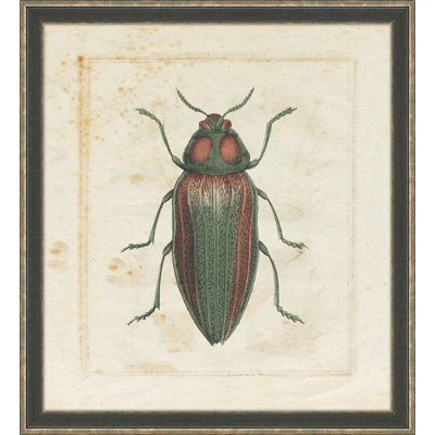 « insectes iv », impression encadrée