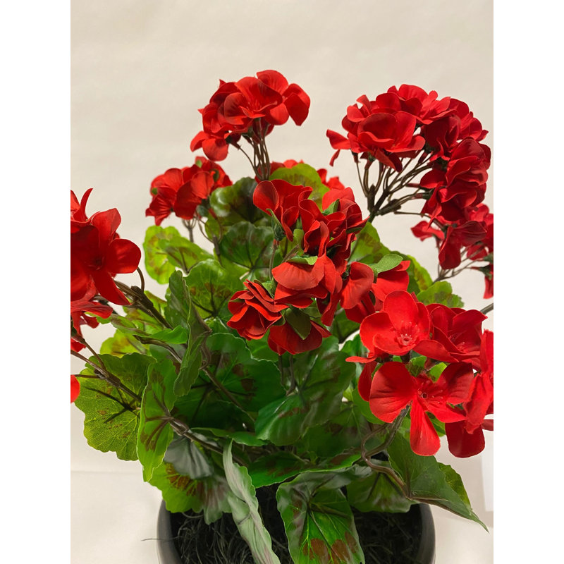 Arrangements floraux de géranium, Rouge
