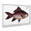 Fringed Carp Fish by M.E. Bloch - Wrapped Canvas-55363803