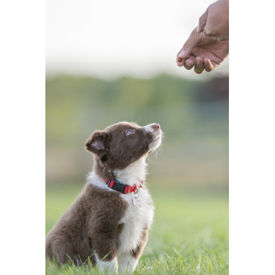 Good Boy by Fatcamera