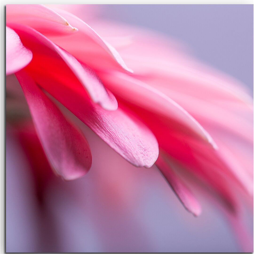 Gerahmtes Leinwandbild  Nahaufnahme einer pinken Gebera Blumen