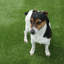 Brontie 30mm Kids & Pet-Friendly Artificial Grass For Patio-9m(29'5") X 2m(6'6")-18m²