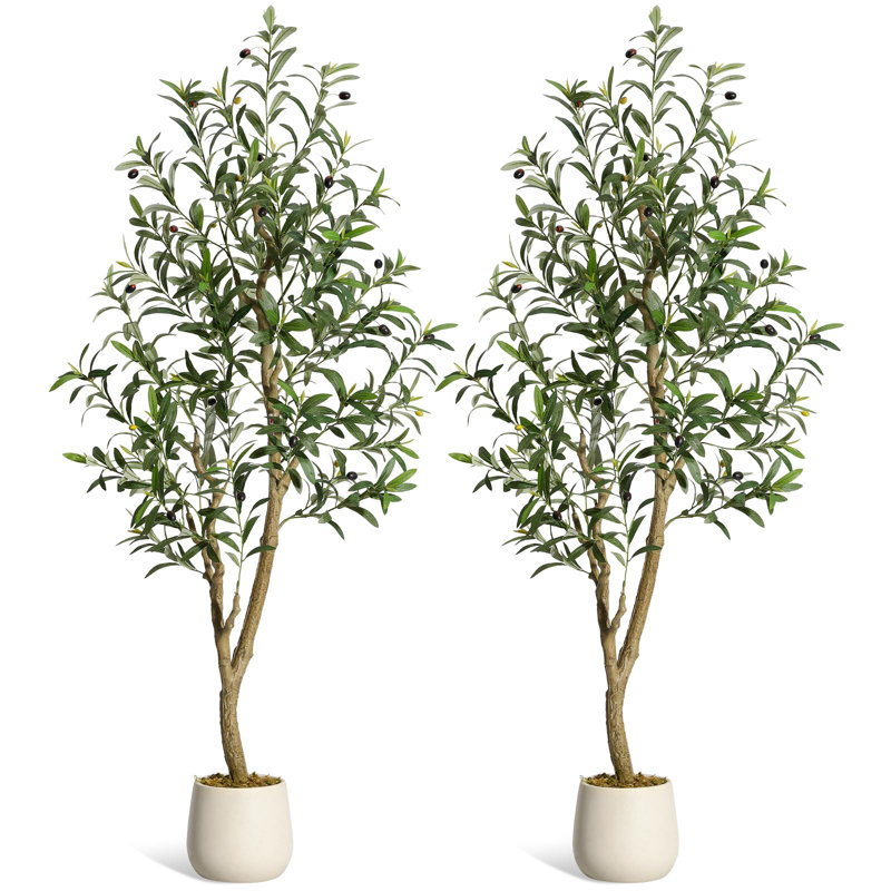 Plant