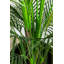 Faux palmier en pot-2140227808