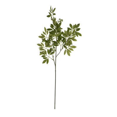 Anastasija Arrangement