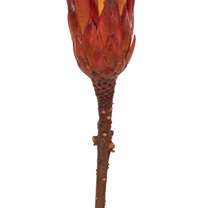 Vickerman 8-12" Repens On A Natural Stem, Dried Preserved Repens Arrangement