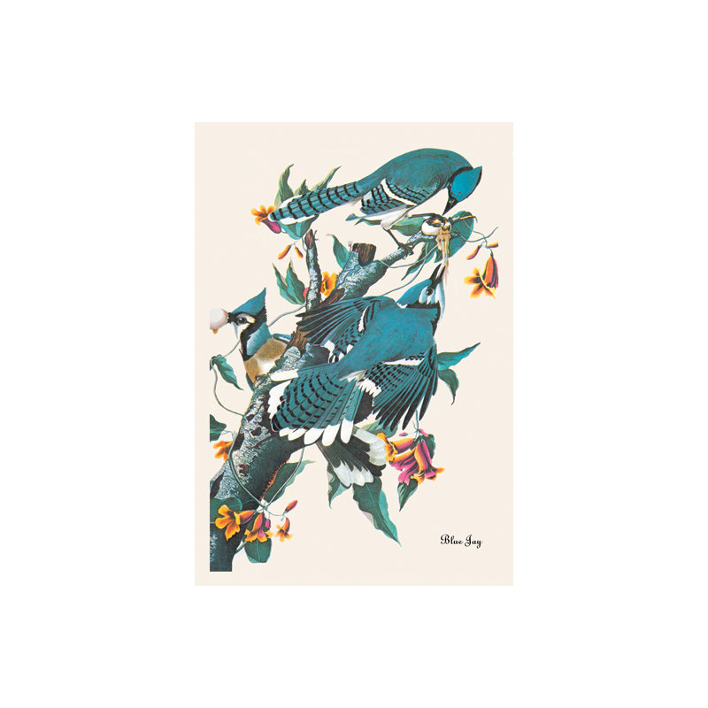 « blue jay », impression sur toile tendue, H 36 po x l 24 po x P 0,75 po