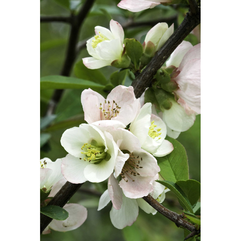 Fleurs roses en fleurs - Photographie sur toile tendue, L 24 po x H 36 po