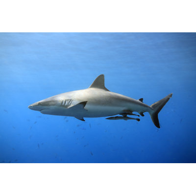 " Gray Reef Shark, Ocean "