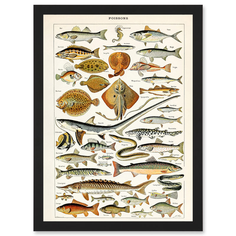 Millot Encyclopedia Vintage Fish Shark Ray Nature - Print