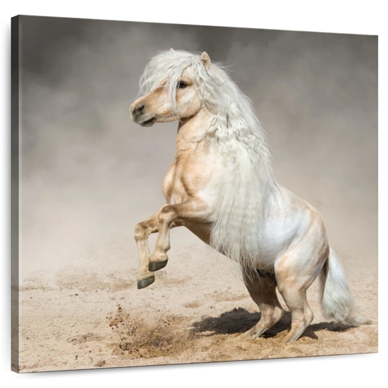 Crowle Palomino Miniature Horse, 24" H x 24" W