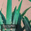 Rideau de douche Palm Tree-660926756