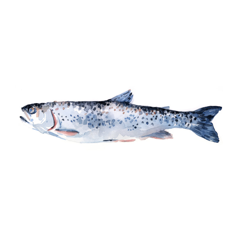 " Freckled Trout III " by Emma Scarvey Painting Print, 24" H x 36" W