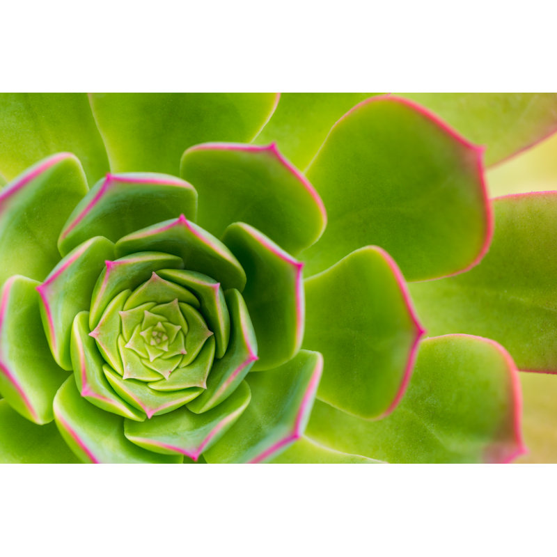 Succulent Plant Aeonium Arboreum Closeup Background - Wrapped Canvas Print, 51cm H x 76cm W